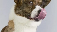 Топ 10: најмногу исчезнувачки раси на кучиња во велика британија (20 фотографии)