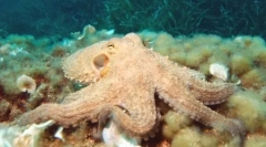 Топ 10: најпаметните животни планети