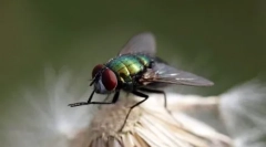 Топ 10 од најчистинските животни во светот