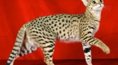 Топ 10 најскапи животни во светот