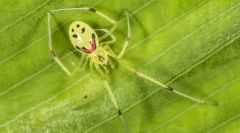 Топ 10 најубави пајаци во светот