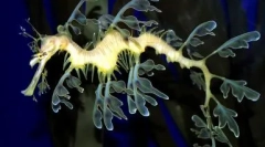 Топ 10 најнеобични животни во светот