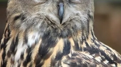 Топ 10 најопасни птици предатори (21 фотографии)