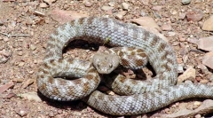 Топ 10 од најопасните змии на светот