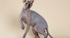 Топ 10 најпопуларни раси на мачки