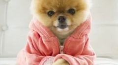 Топ 10 најпопуларни кучиња во instagram