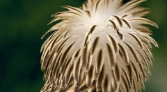 Топ 10 најретки и загрозени птици на планетата