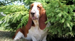 Топ 10 од најмоќните и избалансирани кучиња