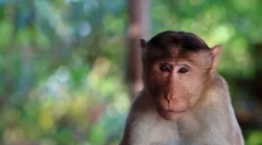 Топ 10 најинтелигентни животни во светот