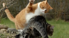 Топ 10 работи што вашата мачка ја мрази