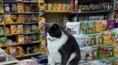 Топ 15 корисни додатоци за мачки до 1000 рубли