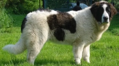 Топ 20 најголеми раси на кучиња во светот