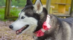 Топ 5 имиња за куче девојки