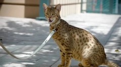 Топ 5: најскапите мачки во светот