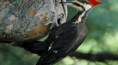 Топ 7 животни со најдолги јазици