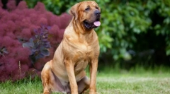 Tosa inu (слика): бестрашно куче на јапонски самурај