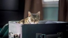 Превоз на мачка