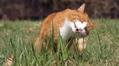 Трева за мачки: растат дома