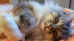 Повреди, изгореници и труење во мачки