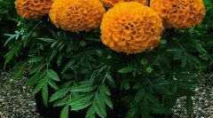 Билки и други растенија вреска глувци