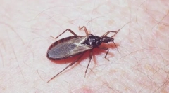 Триатомски пченка