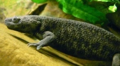 Тритон куќа