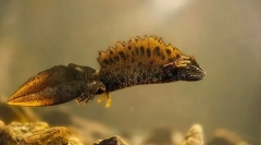 Тритон карелин