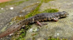 Тритон обичен ленс