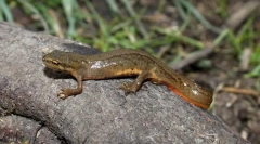 Тритон обичен