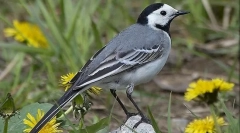 Wagtail