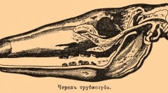 Trubosub: интересни факти за африканското чудо