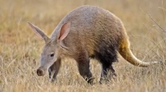 Trubosub - ненадмината тропска ноќ чудо