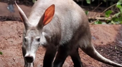 Aardvark