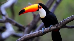 Toucan (фото): клунот не се случи многу, тоа е она што птицата е впечатлива!