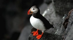 Utlants ќор-сокак