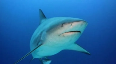 Глупава акула