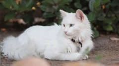 Турски ангора