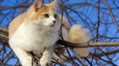 Турски ванг (фото): прекрасен пливач и вистински рибар