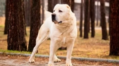 Туркмен алабаи (фото): жестока стража, сигурен заштитник