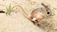 Tushkanchik скокач