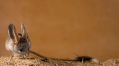 Tuccans (слика): фатени долги опашки скокови