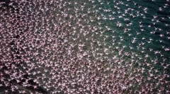 Илјадници розови фламинго на езерото накуру во кенија