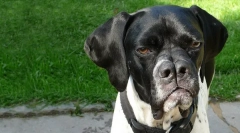 Која раса на кучиња го подели носот?