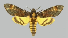 Какукс пеперутки на задниот цртеж во форма на череп?