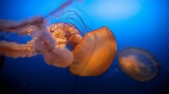 Кој и како се викаат децата во морето?