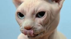 Мачката паѓа или се скрши мустаќи: што милениче го загрозува симптомите