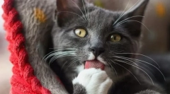 Дознај јазичен јазик