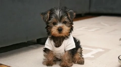 Грижа за yorks