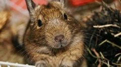 Грижа и одржување на чилеанскиот протеин дегу