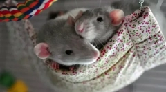 Грижа и содржина на декоративни глувци дома